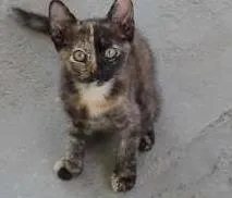 Gato raça NRD idade 2 a 6 meses nome Pretinho 