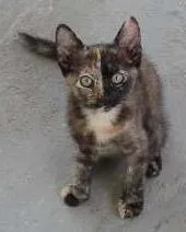 Gato raça NRD idade 2 a 6 meses nome TIGRESA