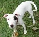 Cachorro ra a Pit-Bull misturado idade 2 a 6 meses nome pirata