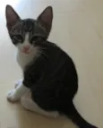 Tico