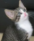 Tico