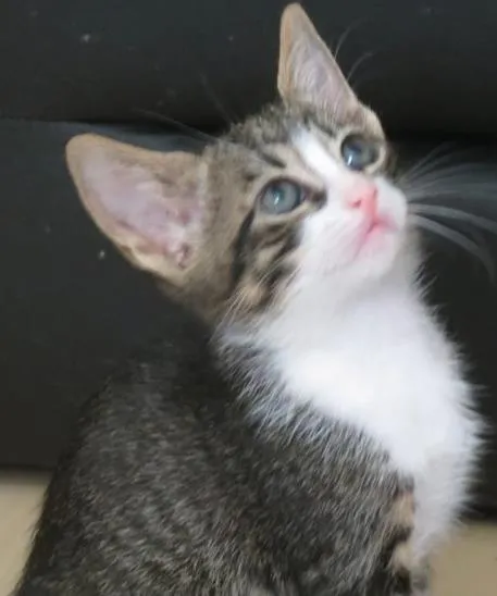 Gato ra a SRD idade 2 a 6 meses nome Tico