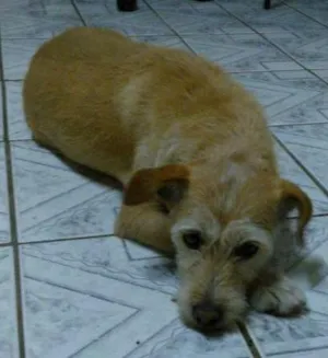 Cachorro raça SRD idade 1 ano nome Bowie