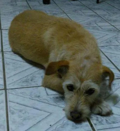 Cachorro ra a SRD idade 1 ano nome Bowie