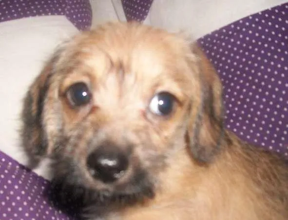 Cachorro ra a mestiço basset idade Abaixo de 2 meses nome nao tem