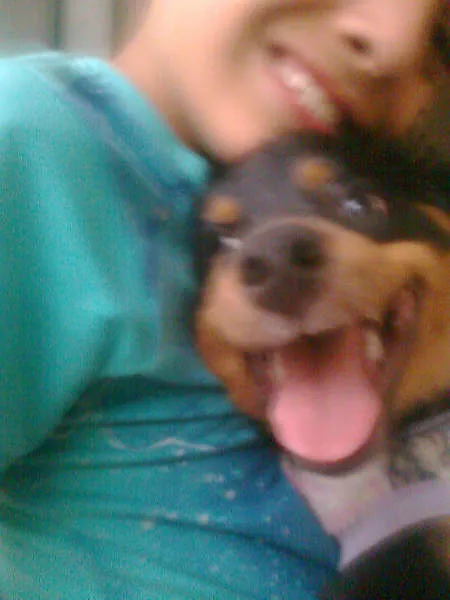 Cachorro ra a vira-cocker idade 1 ano nome lindecye