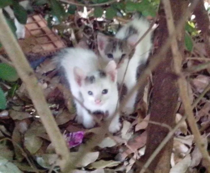 Gato ra a srd idade Abaixo de 2 meses nome sem nome