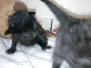 Gato raça ANGORÁ idade Abaixo de 2 meses nome SEM NOME