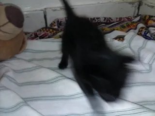 Gato ra a ANGORÁ idade Abaixo de 2 meses nome SEM NOME
