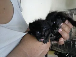 Gato ra a ANGORÁ idade Abaixo de 2 meses nome SEM NOME