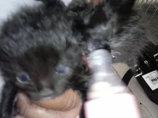 Gato ra a ANGORÁ idade Abaixo de 2 meses nome SEM NOME