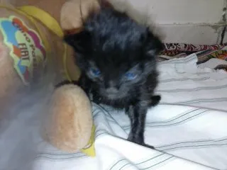 Gato ra a ANGORÁ idade Abaixo de 2 meses nome SEM NOME
