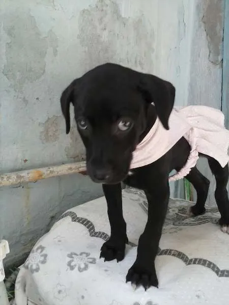 Cachorro ra a inde idade 2 a 6 meses nome shofia de Deus