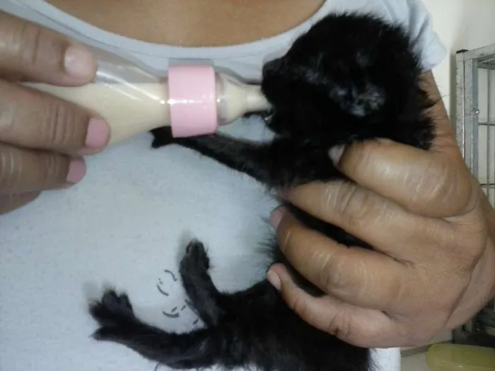 Gato ra a ANGORÁ idade Abaixo de 2 meses nome SEM NOME