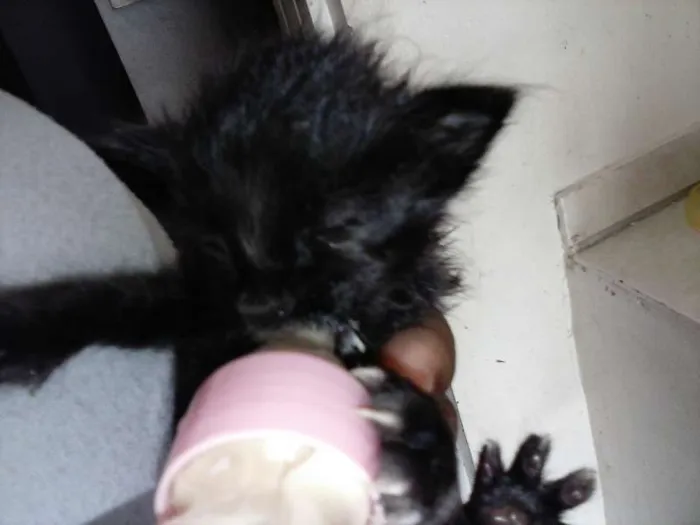 Gato ra a ANGORÁ idade Abaixo de 2 meses nome SEM NOME