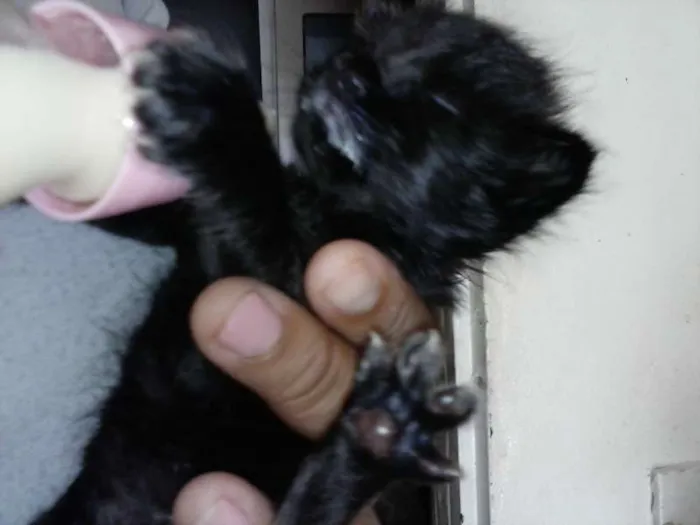 Gato ra a ANGORÁ idade Abaixo de 2 meses nome SEM NOME