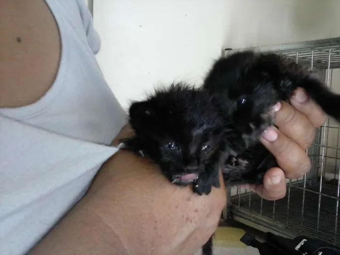 Gato ra a ANGORÁ idade Abaixo de 2 meses nome SEM NOME