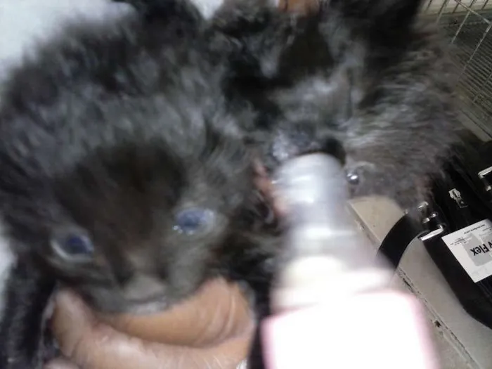 Gato ra a ANGORÁ idade Abaixo de 2 meses nome SEM NOME