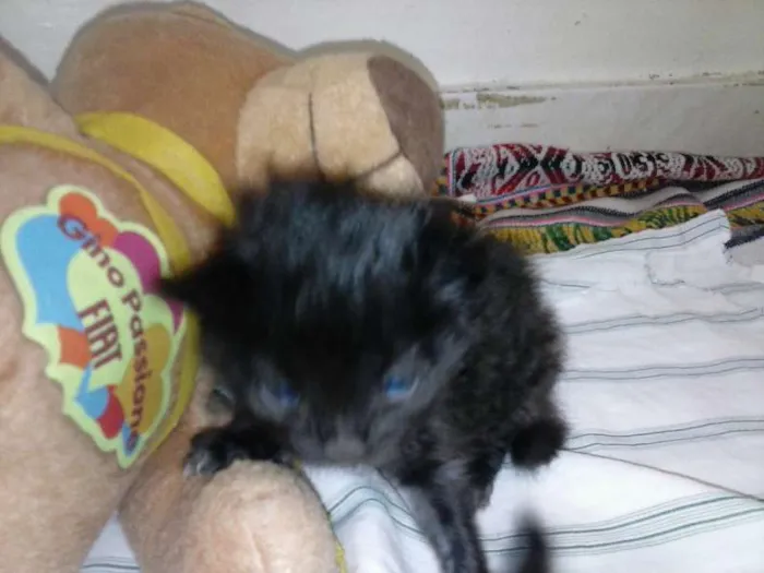 Gato ra a ANGORÁ idade Abaixo de 2 meses nome SEM NOME