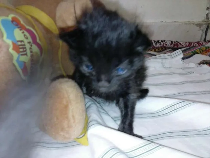 Gato ra a ANGORÁ idade Abaixo de 2 meses nome SEM NOME