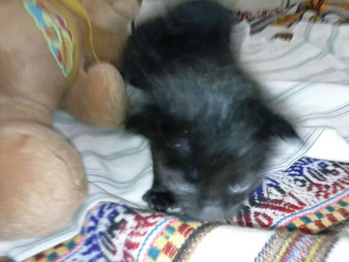 Gato ra a ANGORÁ idade Abaixo de 2 meses nome SEM NOME