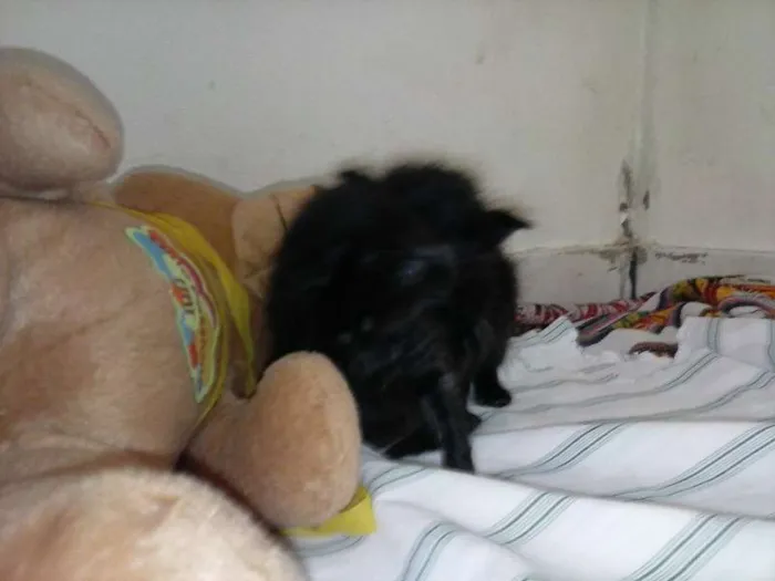 Gato ra a ANGORÁ idade Abaixo de 2 meses nome SEM NOME