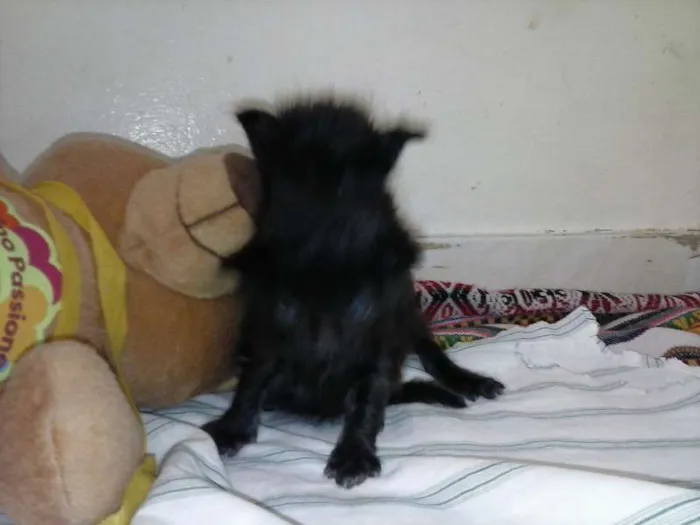 Gato ra a ANGORÁ idade Abaixo de 2 meses nome SEM NOME