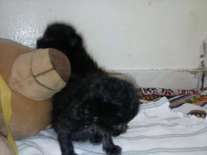 Gato ra a ANGORÁ idade Abaixo de 2 meses nome SEM NOME