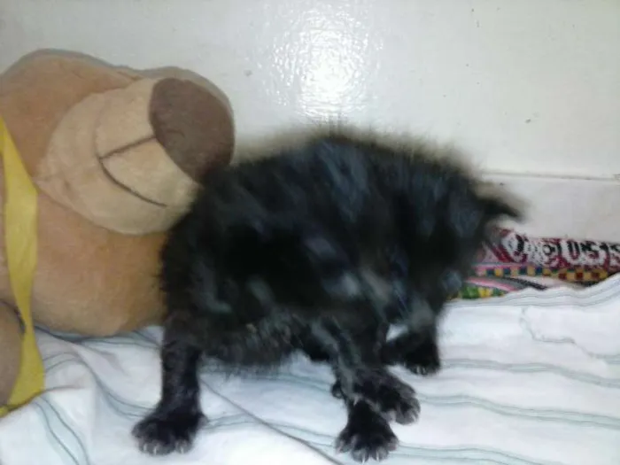 Gato ra a ANGORÁ idade Abaixo de 2 meses nome SEM NOME