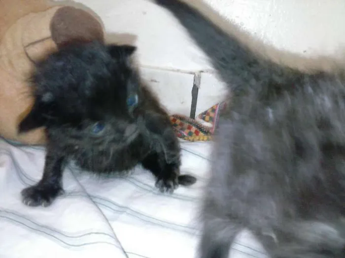 Gato ra a ANGORÁ idade Abaixo de 2 meses nome SEM NOME
