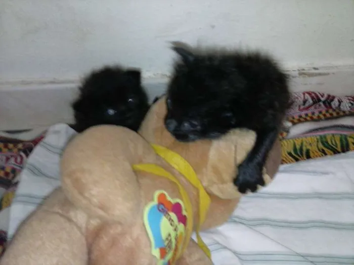 Gato ra a ANGORÁ idade Abaixo de 2 meses nome SEM NOME