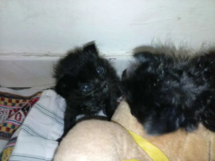 Gato ra a ANGORÁ idade Abaixo de 2 meses nome SEM NOME