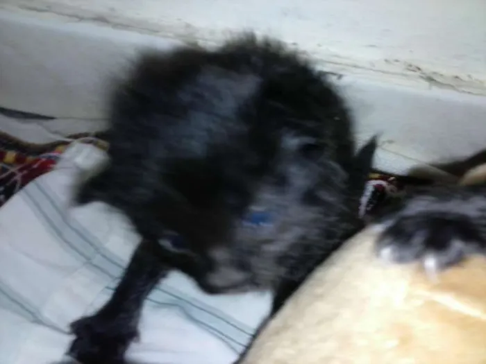 Gato ra a ANGORÁ idade Abaixo de 2 meses nome SEM NOME