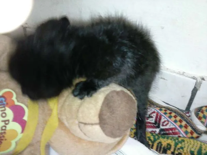 Gato ra a ANGORÁ idade Abaixo de 2 meses nome SEM NOME