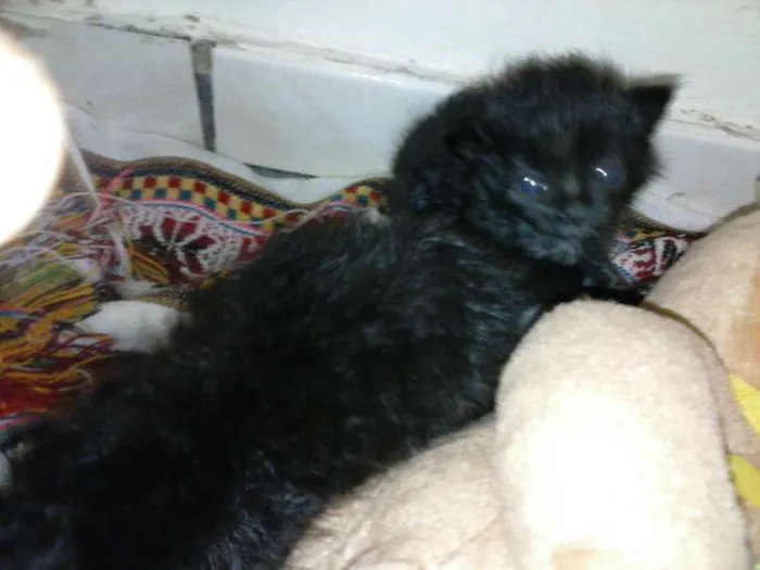 Gato ra a ANGORÁ idade Abaixo de 2 meses nome SEM NOME