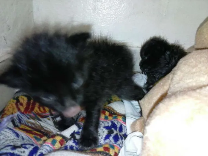 Gato ra a ANGORÁ idade Abaixo de 2 meses nome SEM NOME
