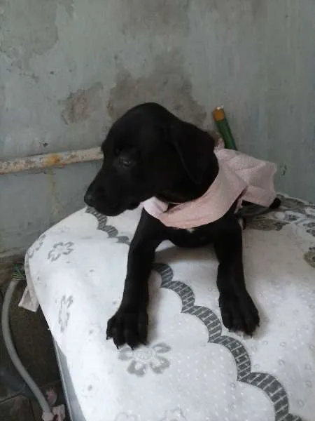 Cachorro ra a inde idade 2 a 6 meses nome shofia de Deus