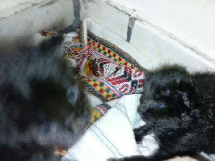 Gato ra a ANGORÁ idade Abaixo de 2 meses nome SEM NOME