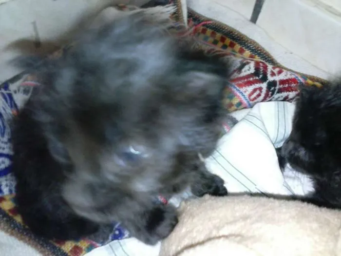 Gato ra a ANGORÁ idade Abaixo de 2 meses nome SEM NOME