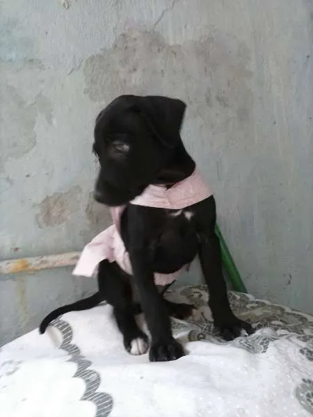 Cachorro ra a inde idade 2 a 6 meses nome shofia de Deus