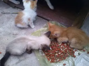 Gato raça não definida idade Abaixo de 2 meses nome não tem 