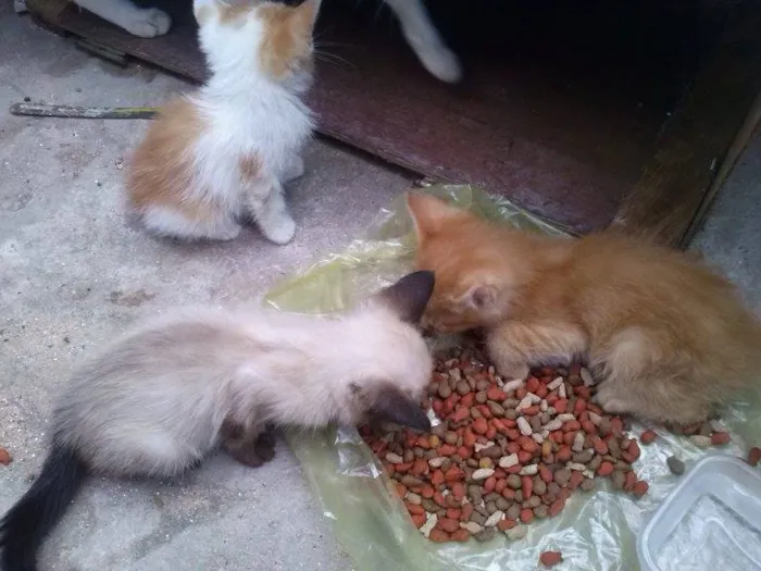 Gato ra a não definida idade Abaixo de 2 meses nome não tem 