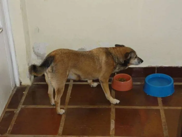 Cachorro ra a SRD idade 6 ou mais anos nome Magrela