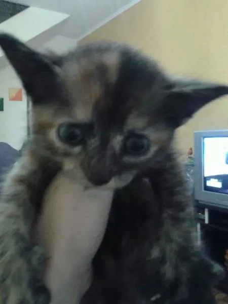 Gato raça Mestica idade Abaixo de 2 meses nome Jade