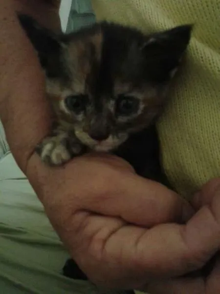 Gato raça Mestica idade Abaixo de 2 meses nome Jade