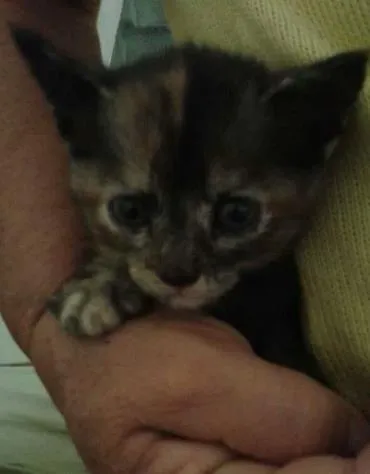 Gato raça Mestica idade Abaixo de 2 meses nome Jade