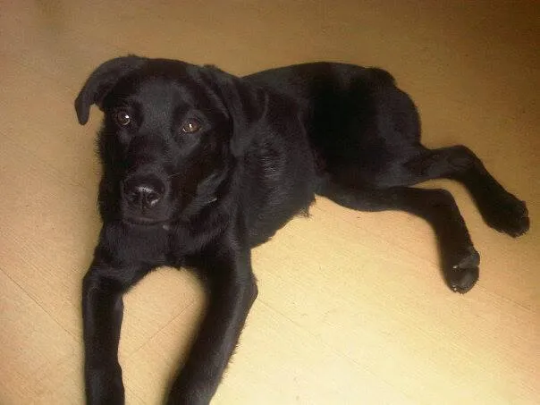 Cachorro raça Labrador idade 7 a 11 meses nome Sem Nome