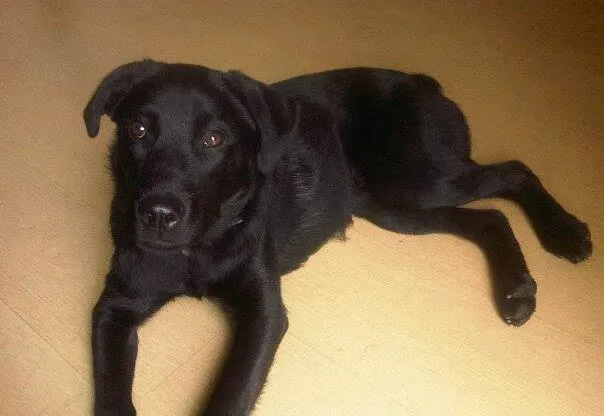 Cachorro raça Labrador idade 7 a 11 meses nome Sem Nome