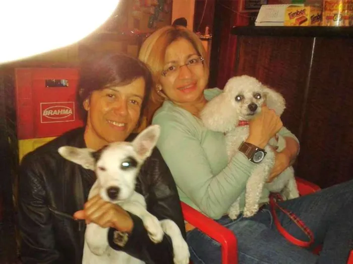 Cachorro ra a Pit-Bull idade 2 a 6 meses nome AKASHA