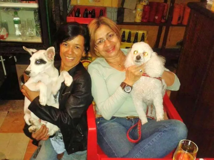 Cachorro ra a Pit-Bull idade 2 a 6 meses nome AKASHA